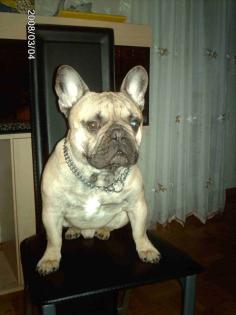 Französisch Bulldogg Welpen eigener Deckrüde -Cottbus-