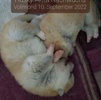 Akita Husky im Allgäu