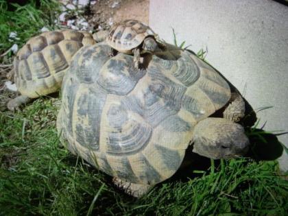 Griechische Landschildkröten THB, Nachzuchten 2021