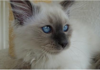 Heilige Birma Kater Katze Mika abholbereit