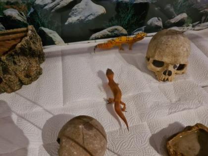 Leopardgeckos nebst Zubehör