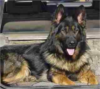 Altdeutsche Schäferhunde vom Möhnesee-Welpen