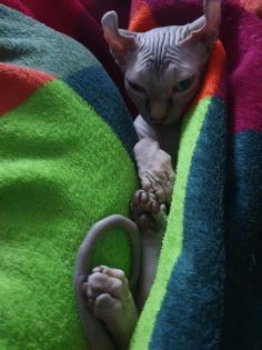 Sphynx Elf Katze Canadian Sphynx