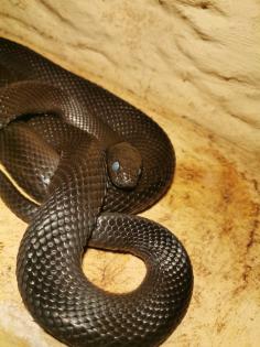 Schwarze Mexiko Königsnatter Lampropeltis getula nigrita