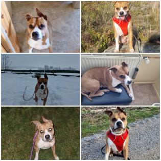 Hundedame schweren Herzens dringend abzugeben