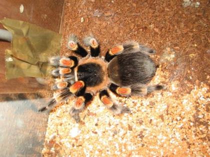 Top Brachypelma annitha Weibchen