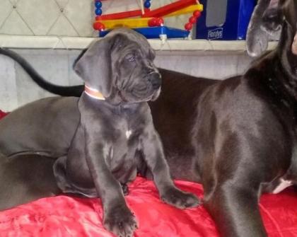 Welpen Deutsche Dogge mit Papiere - repräsentativer gesellschaftlicher Hund