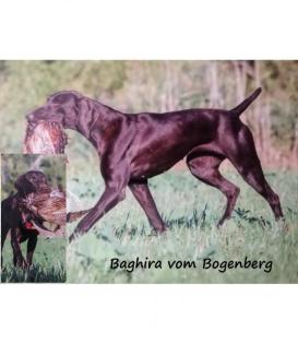 Deutsch Kurzhaar Welpen