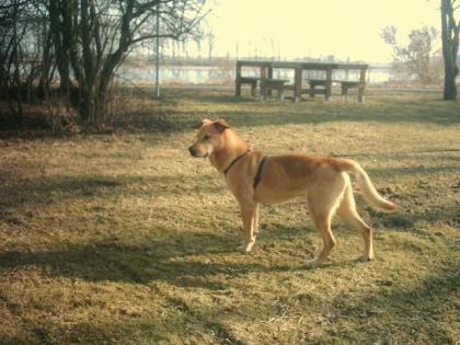 Bingo, ein toller Hundemann sucht ein Zuhause