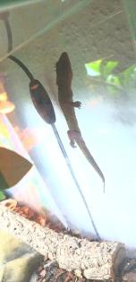 3 Blattzehengeckos komplett ausgestattetes Terrarium