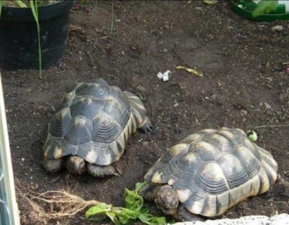 Testudo Marginata- Breitrandschildkröte Nachzuchten aus 2023 und Ausgewachsene Weibchen