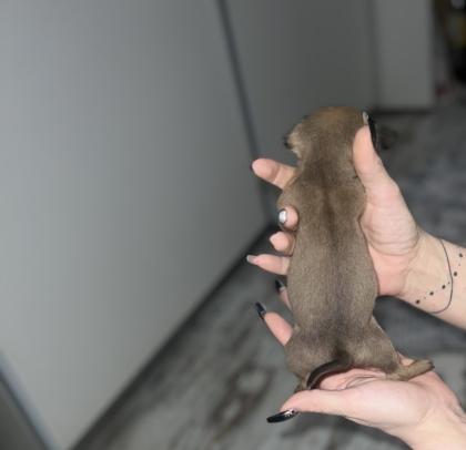 9 Süße Chihuahua Welpen