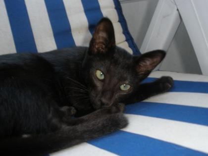 BIETE Süßes Oriental - Siam - Mix Kitten Schwarz/Braun Dame