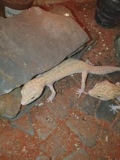Leopardgeckos