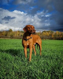Rhodesian Ridgeback Deckrüde Livernose