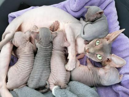 Kanadische SPHYNX Kitten