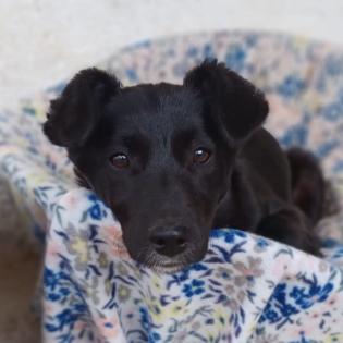 Rajani / Status sucht ein Zuhause