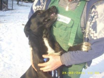Koksia Labrador Mix hat es doch geschaft