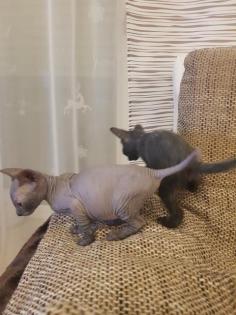 Katzen Babys