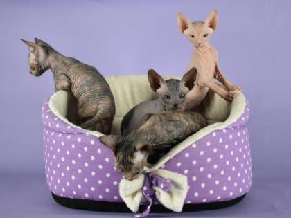 Reinrassige Sphynx Kitten Don