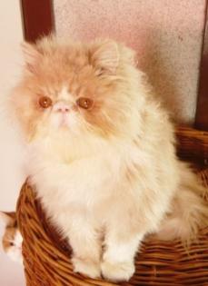Perser Exotic Shorthair Kitten