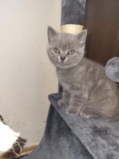BKH KITTE Britisch Kurzhaar KATZENBABY