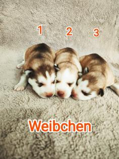 Sibirian Husky Welpen