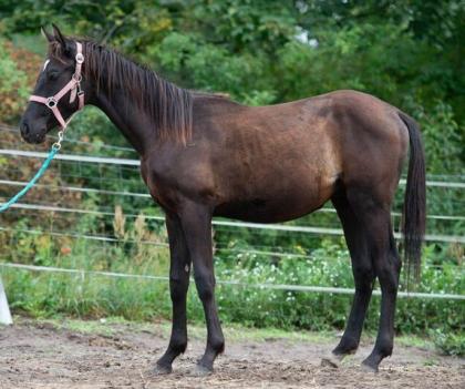Trakehner Junghengste