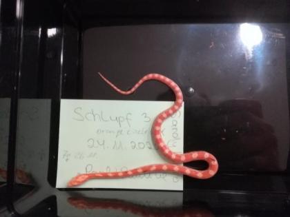Kornnatter Pantherophis guttatus Jungtiere