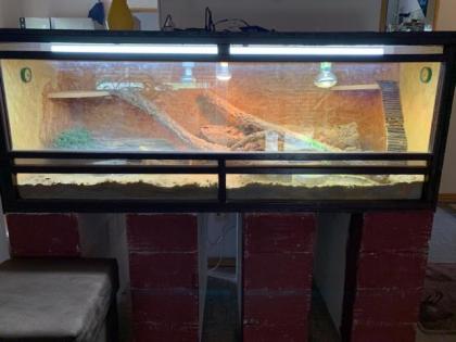 Bartagame mit Terrarium