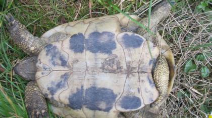 1 Griechische Landschildkröte T. H. B. , männlich, 12 Jahre alt