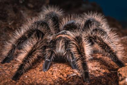 Brachypelma Albopilosum