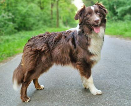 Australian Shepherd Rüde sucht fördernde Hände