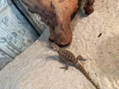 Bartagame Jungtiere