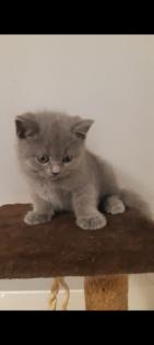 BKH Baby Katzen zu verkaufen
