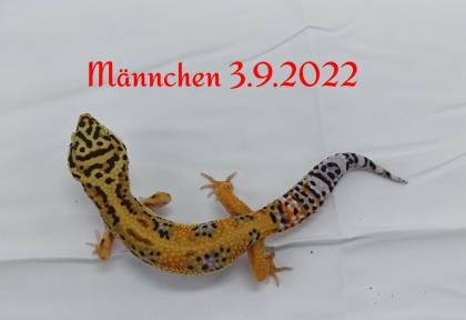Leopardgecko Männchen, Blood x Bold Bandit