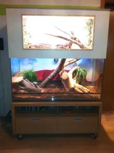 Zwei Bartagamen inkl. zweistöckigem Terrarium abzugeben