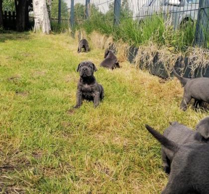 Tolle Cane Corso Welpen