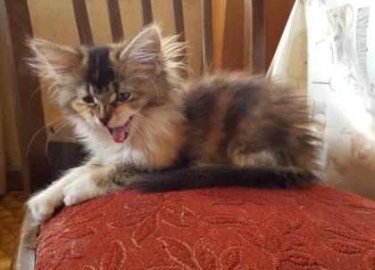 Wunderschöne Maine Coon Mix Kitten