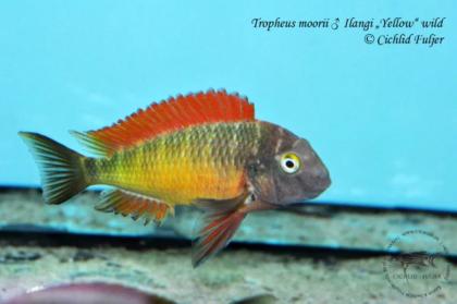 Suche Tropheus red rainbow oder ilangi