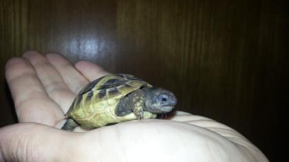 Landschildkröten Jungtiere