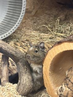Degu männlich gescheckt