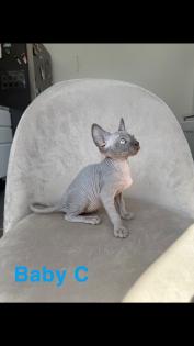 Kanadische Sphynx Kitten