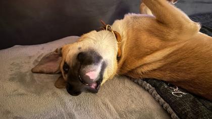 1, 5 J. Labrador/ Boxer Mix Rüde sucht neues Zuhause