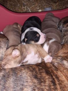 3 Old English Bulldog Welpen suchen bald neues Zuhause -
