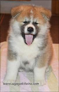 Show Klasse Akita Inu Welpen