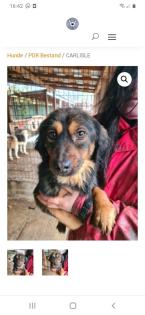 Tolle Welpen, Junghunde Hundesenioren