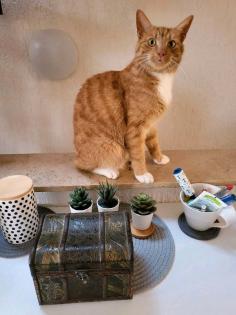 Kater rot weiß getiegert vermisst -