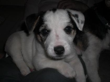 Jack Russel Welpen
