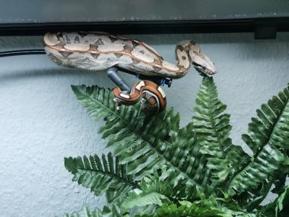 Not Verkauf Boa Constrictor Imperator